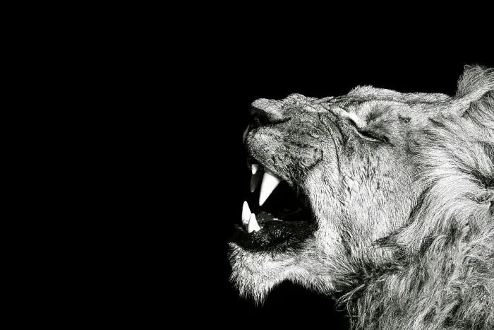 Framed Print : Male Lion, Okavango Delta, Botswana Framed Print : Male Lion, Okavango Delta, Botswana
