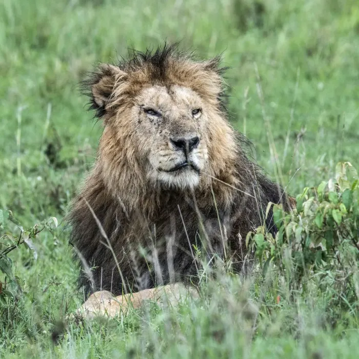 Framed Print : Male lion (panthera leo) in the msai mara game reserve, Kenya