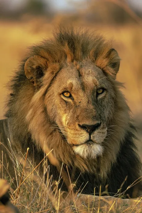 Framed Print : Male Lion portrait, Moremi Game Reserve, Okavango Delta, Botswana