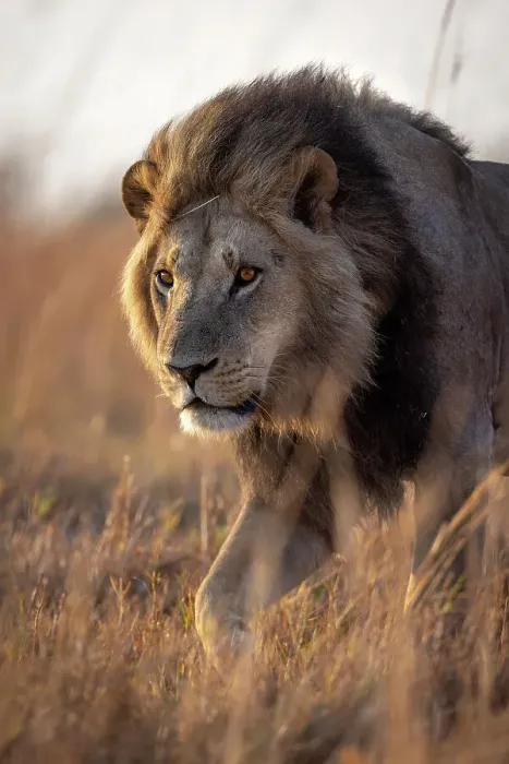 Framed Print : Male Lion portrait, Okavango Delta, Botswana Framed Print : Male Lion portrait, Okavango Delta, Botswana