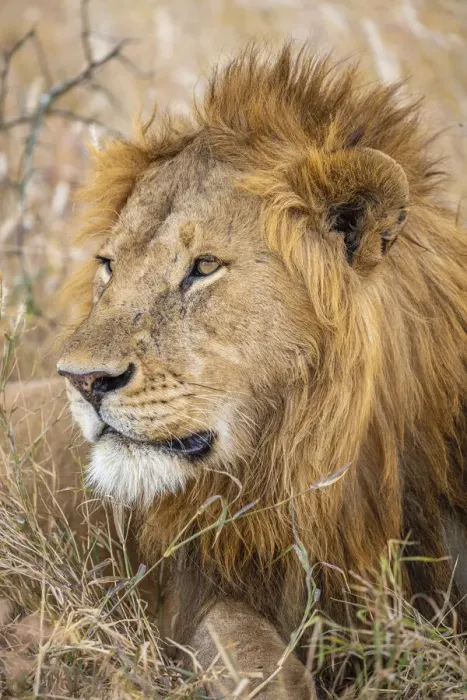 Framed Print : Male Lion, Serengeti National Park, Tanzania