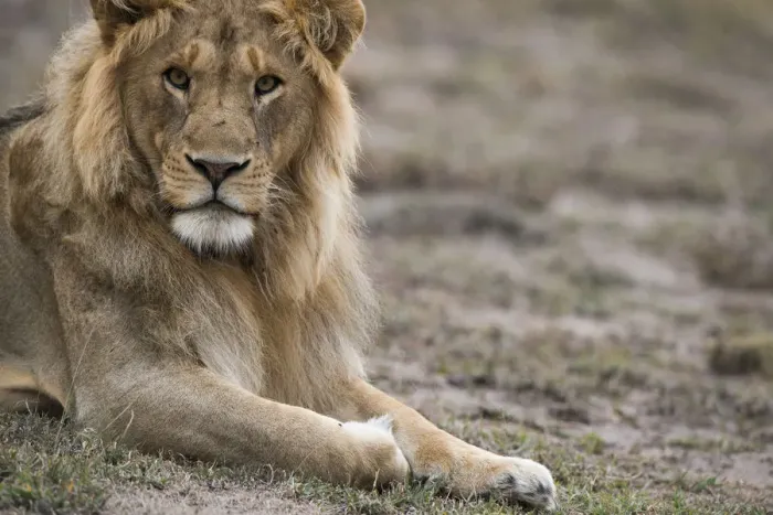 Framed Print : Male lion, Serengeti Tanzania