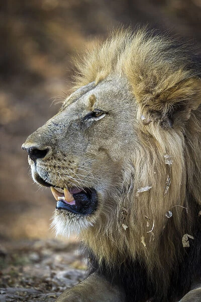 Male lion, South Luangwa National Park, Zambia