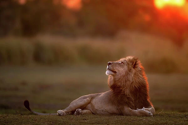 Male Lion at sunset looking up, Okavango Delta, Botswana