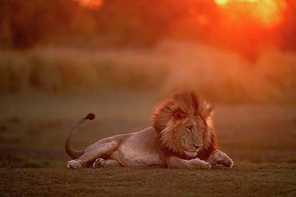 Male Lion at sunset with something under his paw, Okavango Delta, Botswana