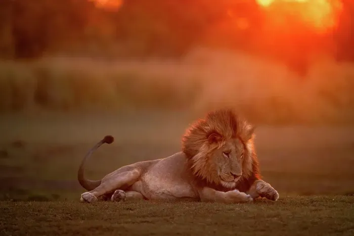 Framed Print : Male Lion at sunset with something under his paw, Okavango Delta, Botswana