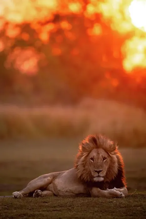 Framed Print : Male Lion sunset portrait, Okavango Delta, Botswana Framed Print : Male Lion sunset portrait, Okavango Delta, Botswana