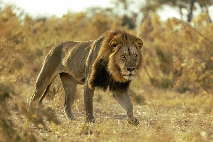 Framed Print : Male Lion walking with intent, Moremi Game Reserve, Okavango Delta, Botswana Framed Print : Male Lion walking with intent, Moremi Game Reserve, Okavango Delta, Botswana
