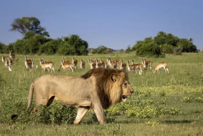 Framed Print : Male Lion walking with Red Lechwe in the background, Okavango Delta, Botswana