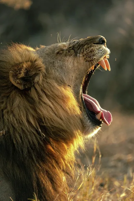 Framed Print : Male Lion yawning portrait, Moremi Game Reserve, Okavango Delta, Botswana Framed Print : Male Lion yawning portrait, Moremi Game Reserve, Okavango Delta, Botswana