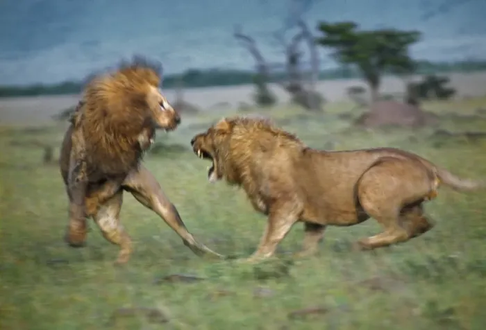 Framed Print : Two male lions fight to the death in Masai Mara National Reserve. The lion on the left is already badly