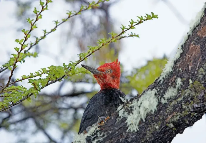 Framed Print : Male Magellanic Woodpecker (Compephilus magellanicus), Lago Gray, Torres del Paine Framed Print : Male Magellanic Woodpecker (Compephilus magellanicus), Lago Gray, Torres del Paine
