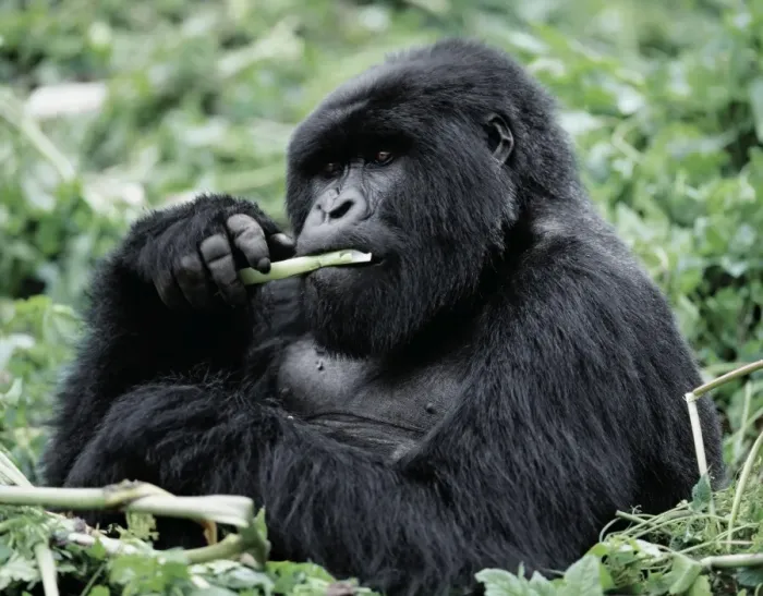 Framed Print : A male mountain gorilla (Gorilla gorilla beringei) Framed Print : A male mountain gorilla (Gorilla gorilla beringei)