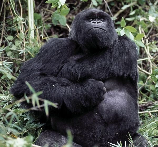 A male mountain gorilla (Gorilla gorilla beringei)