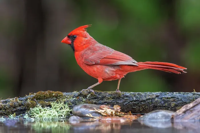 Framed Print : A male Northern Cardinal (Cardinalis cardinalis), Ontario, Canada Framed Print : A male Northern Cardinal (Cardinalis cardinalis), Ontario, Canada