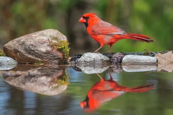 Framed Print : A male Northern Cardinal (Cardinalis cardinalis), Thornton, Ontario, Canada Framed Print : A male Northern Cardinal (Cardinalis cardinalis), Thornton, Ontario, Canada