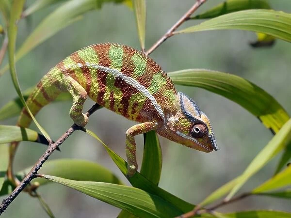 A male panther chameleon (Furcifer padalis) in breeding colours