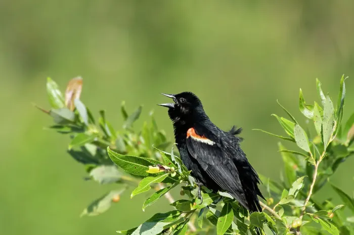 Framed Print : Male red-winged blackbird (Agelaius phoeniceus) displaying in spring Willow Island, Manitoba, Canada