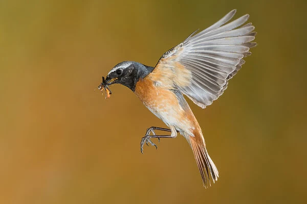Male redstart in flight with prey, Trentino Alto-Adige, Italy