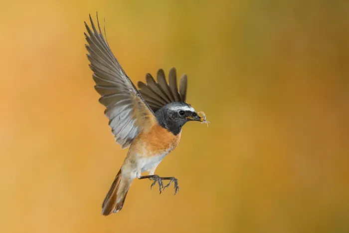 Framed Print : Male redstart in flight with prey, Trentino Alto-Adige, Italy Framed Print : Male redstart in flight with prey, Trentino Alto-Adige, Italy