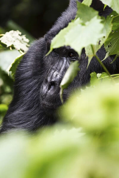 A male silverback gorilla in Bwindi, Uganda, Africa