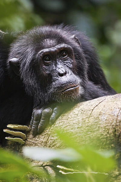 A male silverback gorilla in Bwindi, Uganda, Africa