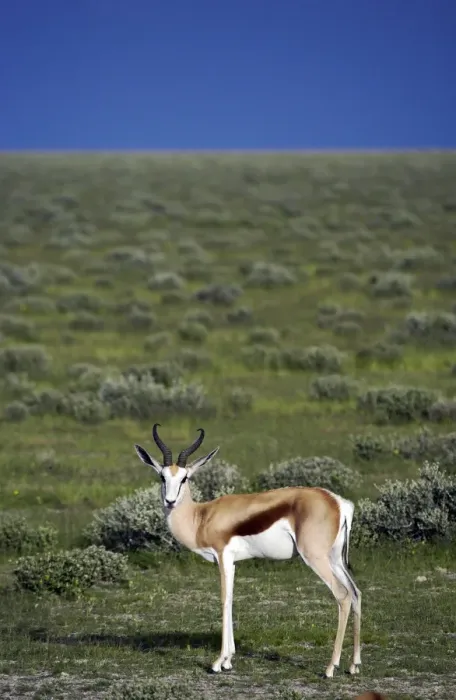 Framed Print : A male Springbok Framed Print : A male Springbok