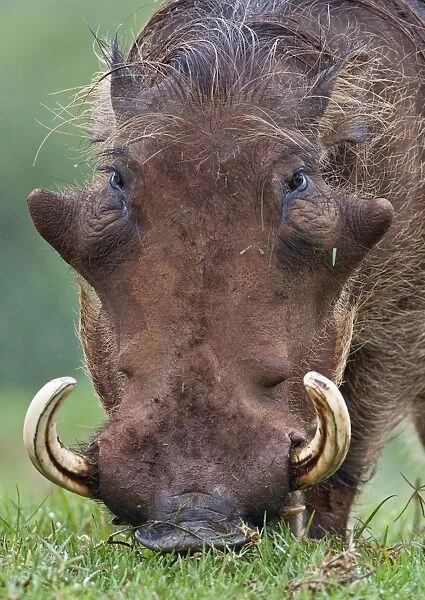 A male warthog feeding on grass in the Aberdare National Park