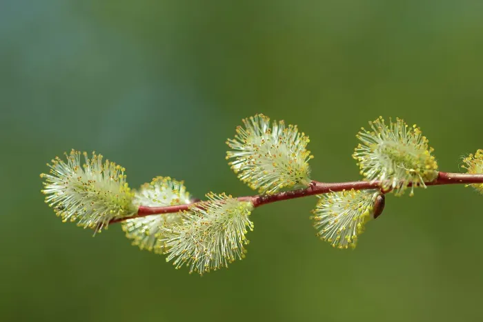Framed Print : Male Willow (Salix sp.) catkin, Belair Provincial Forest, Manitoba, Canada Framed Print : Male Willow (Salix sp.) catkin, Belair Provincial Forest, Manitoba, Canada