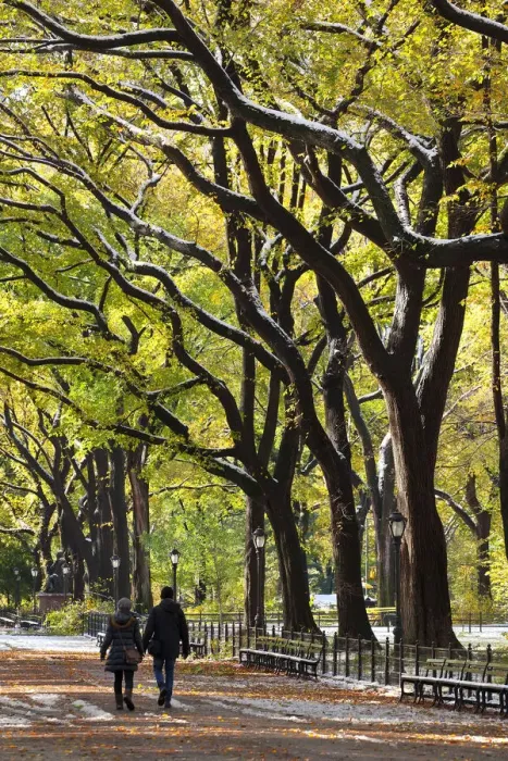 Framed Print : The Mall and Literary Walk with American Elm Trees forming the avenue canopy, New York