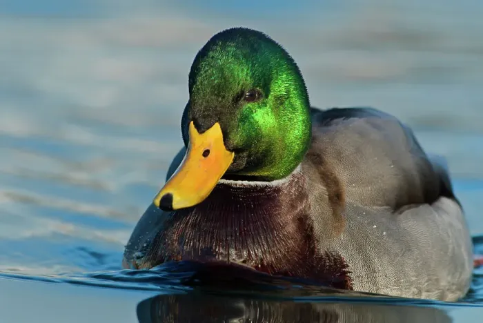 Framed Print : Mallard (Anas platyrhynchos) drake, Humber Bay Park, Toronto, Ontario, Canada