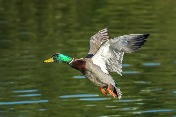 Framed Print : Mallard (Anas platyrhynchos) drake in flight, Humber Bay Park, Toronto, Ontario, Canada Framed Print : Mallard (Anas platyrhynchos) drake in flight, Humber Bay Park, Toronto, Ontario, Canada