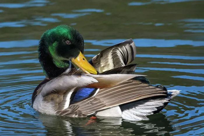 Framed Print : Mallard (Anas platyrhynchos) drake preening, Humber Bay Park, Toronto, Ontario, Canada Framed Print : Mallard (Anas platyrhynchos) drake preening, Humber Bay Park, Toronto, Ontario, Canada