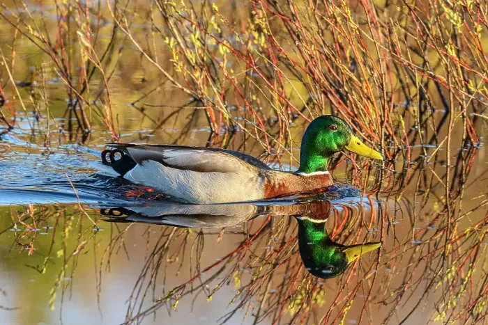 Framed Print : Mallard (Anas platyrhynchos), Greater Sudbury, Ontario, Canada Framed Print : Mallard (Anas platyrhynchos), Greater Sudbury, Ontario, Canada