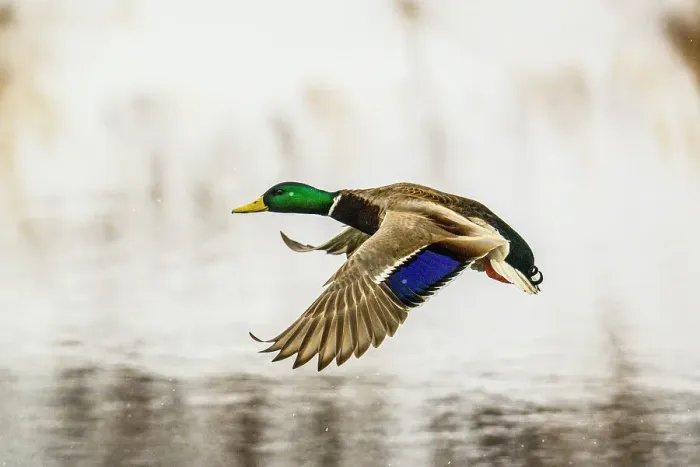 Framed Print : Mallard (Anas platyrhynchos) Overwintering on Junction Creek at the Fielding Park bird sanctuary. Greater Sudbury, Ontario, Canada Framed Print : Mallard (Anas platyrhynchos) Overwintering on Junction Creek at the Fielding Park bird sanctuary. Greater Sudbury, Ontario, Canada