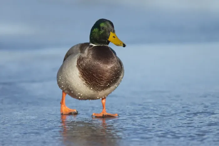 Framed Print : Mallard Drake (Anas platyrhynchos) on walking on ice Framed Print : Mallard Drake (Anas platyrhynchos) on walking on ice