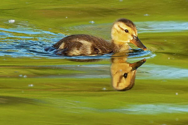 Mallard duck (Anas platyrhynchos) gosling Winnipeg, Manitoba, Canada