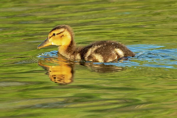 Mallard duck (Anas platyrhynchos) gosling Winnipeg, Manitoba, Canada