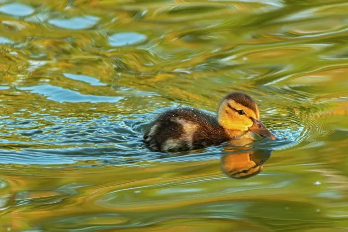 Framed Print : Mallard duck (Anas platyrhynchos) gosling Winnipeg, Manitoba, Canada Framed Print : Mallard duck (Anas platyrhynchos) gosling Winnipeg, Manitoba, Canada