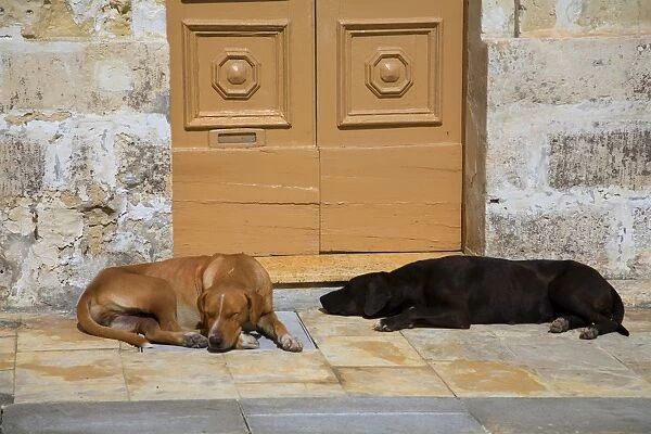 Malta, Marsaxlokk, Europe; Dogs lying comfortably in the bright Mediterranean sun in front of an old
