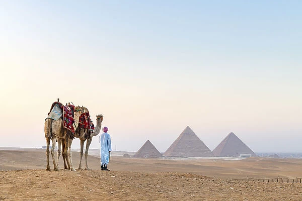Man and his camels at the Pyramids of Giza, Giza, Cairo, Egypt