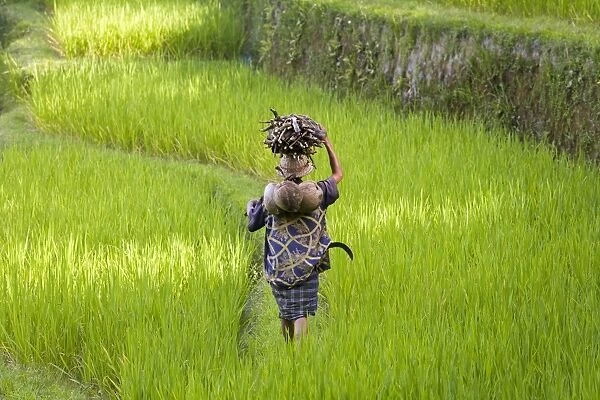 Man carrying firewood & coconuts through rice paddies