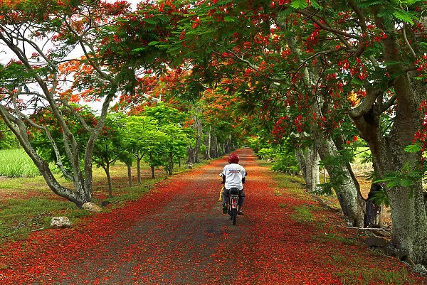 A man cycles along a road strewn with the flowers from Flame trees, Flamboyant, Mauritius