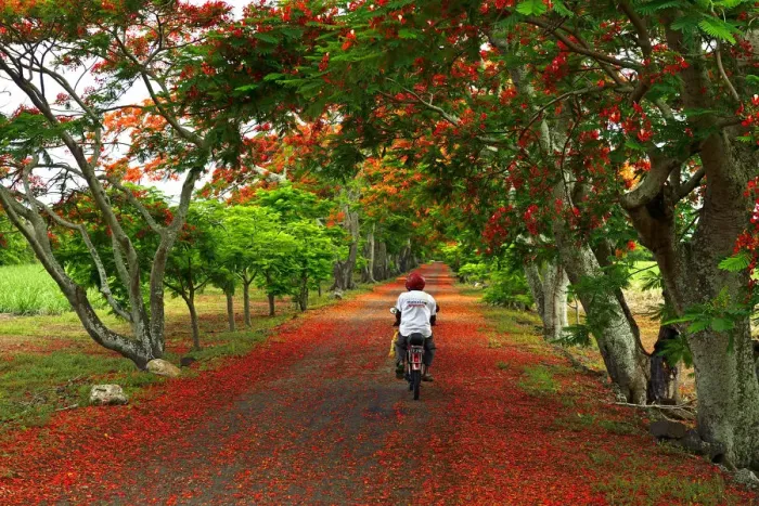 Framed Print : A man cycles along a road strewn with the flowers from Flame trees, Flamboyant, Mauritius Framed Print : A man cycles along a road strewn with the flowers from Flame trees, Flamboyant, Mauritius