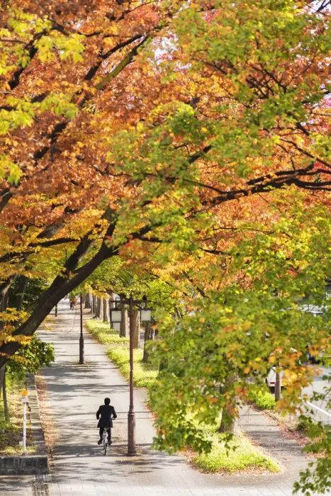 Framed Print : Man cycling past autumnal trees, Nagoya, Japan Framed Print : Man cycling past autumnal trees, Nagoya, Japan