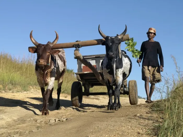 Framed Print : A man drives his draught oxen pulling a cart along a rural road Framed Print : A man drives his draught oxen pulling a cart along a rural road