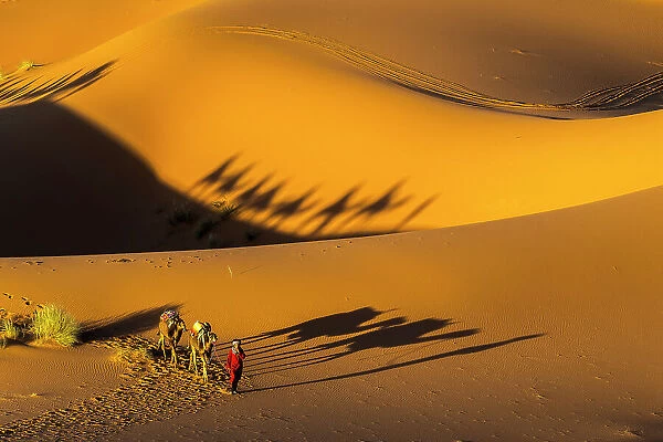 Man leading camels across the Erg Chebbi dunes in the Sahara Desert, Merzouga, Morocco