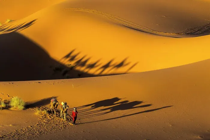 Framed Print : Man leading camels across the Erg Chebbi dunes in the Sahara Desert, Merzouga, Morocco Framed Print : Man leading camels across the Erg Chebbi dunes in the Sahara Desert, Merzouga, Morocco