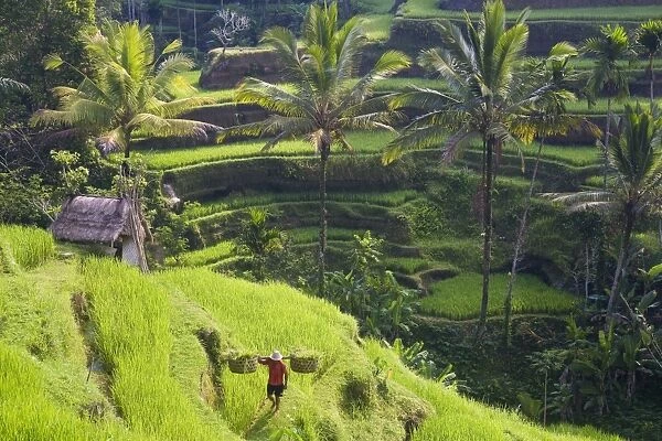 Man in rice fields, nr Ubud, Bali, Indonesia