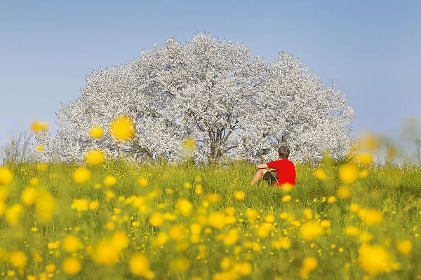 Man sitting on a meadow to look the most biggest cherry tree in Italy in a spring time